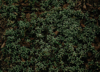 Hibiskus - znakomity naturalny sposób na odchudzanie