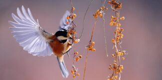 Co jest cieplejsze pierze czy pióra?