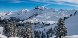 Ile kosztuje 1 kg puchu?