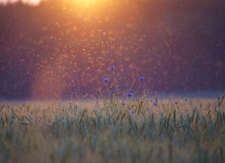 Jaka nawigacja do Komoot?