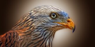 Jaki materiał na latawiec?