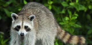 Jaka proca najmocniejsza?