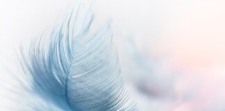 Jak nazywa się kurtka która chroni przed wiatrem?