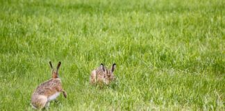 Po jakim czasie należy wymienić lampę LED?