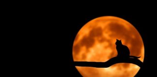 Czego nie wolno podawać kotu do jedzenia?