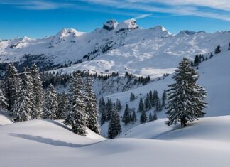 Co lepsze puch gęsi czy Kaczy?