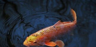 Co karp lubi najbardziej?