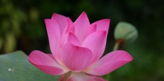 Jak jest po angielsku łuk?