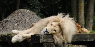 Jaki bagażnik na hak Thule?