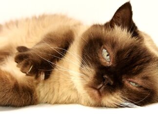 Czy do kościoła można iść w krótkich spodniach?