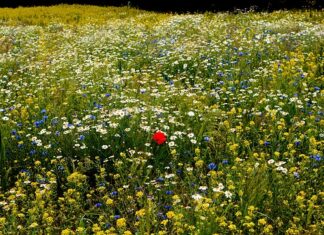 Jak poprawić odstający dekolt? Jak poprawić odstający dekolt?